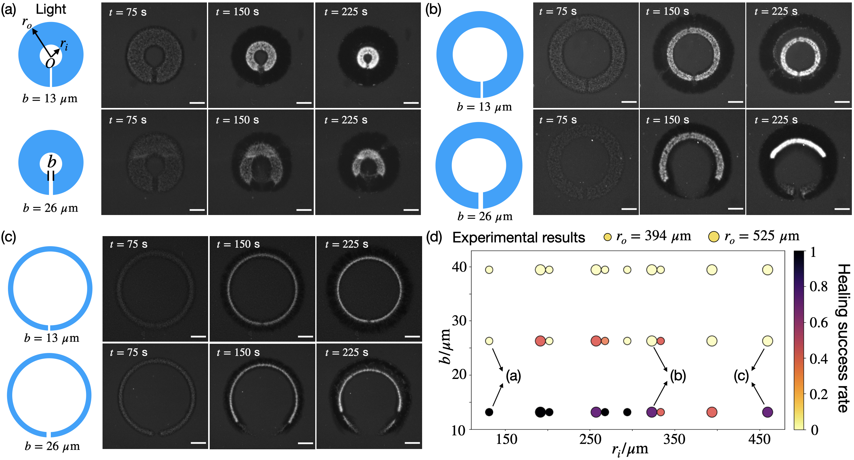 Healing of a microtubule–motor network