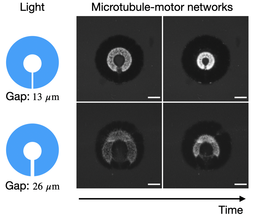 Active healing of microtubule–motor networks thumbnail
